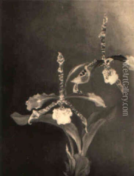 Eine Orchidee, 'odontoglossum Grande Humeanum' Oil Painting - Ignaz Seelos
