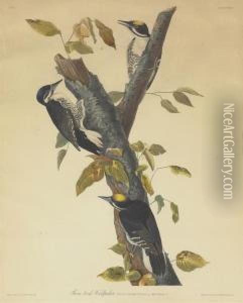 Three-toed Woodpecker (plate Cxxxii) Oil Painting - Robert I Havell