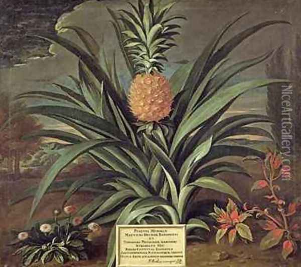 Pineapple grown in Sir Matthew Deckers Garden Richmond Surrey 1720 Oil Painting - Theodorus Netscher