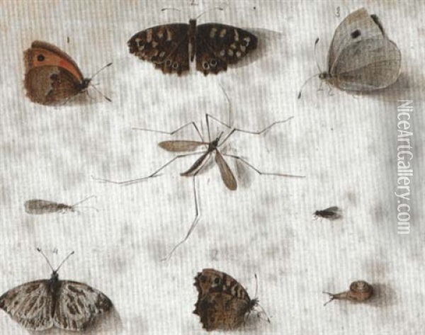 Insects Oil Painting - Johannes Bronkhorst