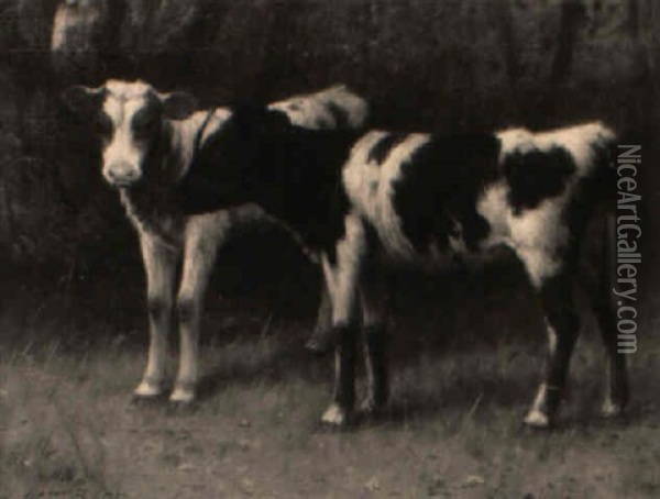 Calves In A Meadow Oil Painting - William Barr