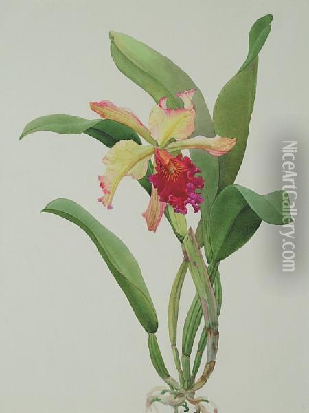 L.c. Derna Orchid Oil Painting - Andrey Avinoff