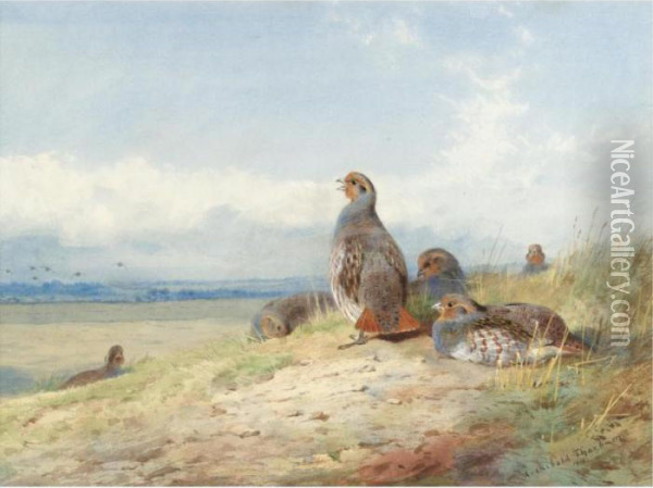 Red Partridges Oil Painting - Archibald Thorburn