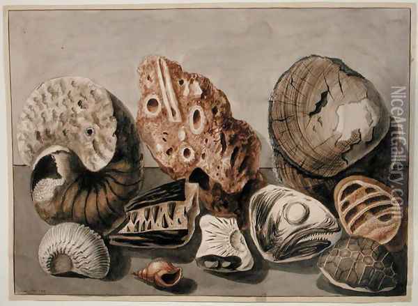 Still Life with shells and fossils Oil Painting - Sarah Stone