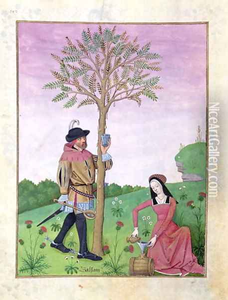Drawing sap from a tree, Illustration from the Book of Simple Medicines by Mattheaus Platearius d.c.1161 c.1470 Oil Painting - Robinet Testard