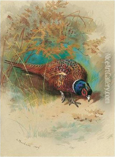 A Cock Pheasant Feeding Oil Painting - Archibald Thorburn