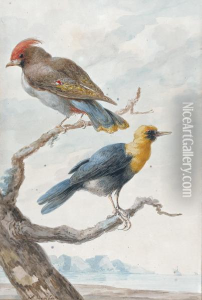 Two Exotic Birds Perched On A Tree, A Coastal Landscape Behind Oil Painting - Abraham Meertens