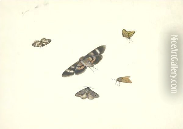 A Sheet Of Studies Of Moths Oil Painting - Pieter Withoos