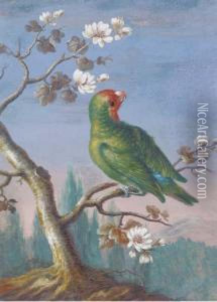 A Red Fronted Parakeet Oil Painting - Christophe-Ludwig Agricola