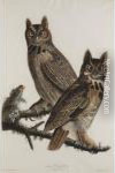 Great Horned Owl Oil Painting - John James Audubon