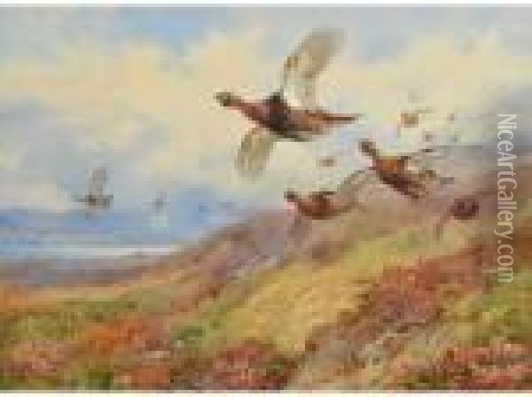 Redgrouse In Flight Oil Painting - Archibald Thorburn
