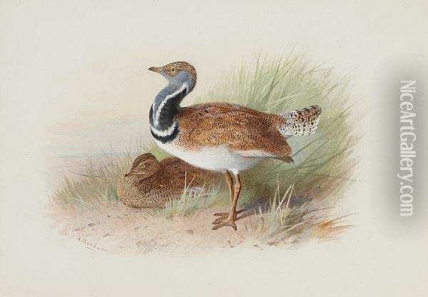 A Pair Of Little Bustards Oil Painting - Archibald Thorburn
