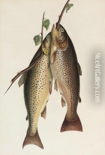 Two Brown Trout Oil Painting - William H. Jobbins