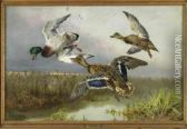 Duck Shooting Oil Painting - William Arnold Woodhouse