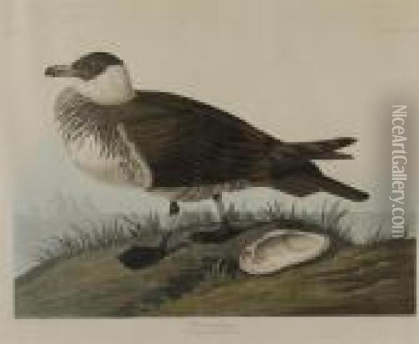 Pomarine Jager Oil Painting - John James Audubon
