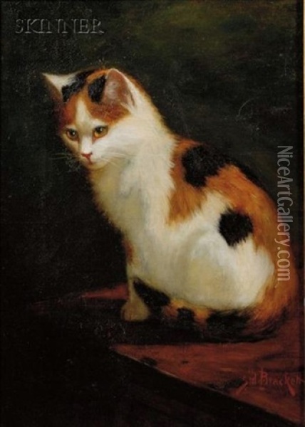 Calico Cat Oil Painting - Sidney Lawrence Brackett