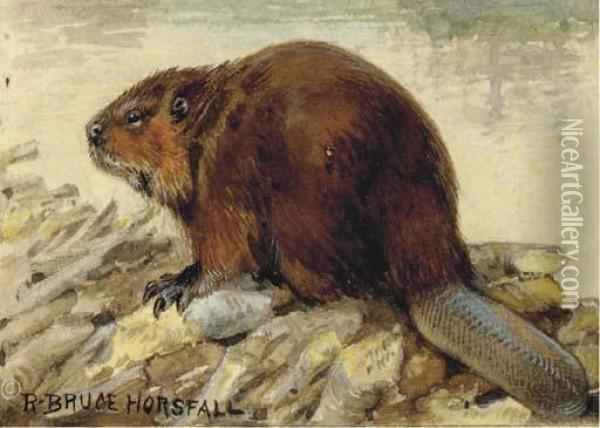 Raccoon; Also A Companion Watercolor Of A Beaver Oil Painting - Robert Bruce Horsfall