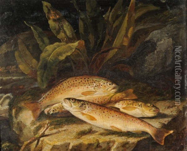Still Life Of Brown Trout On A Riverbank Oil Painting - Jacob Thompson