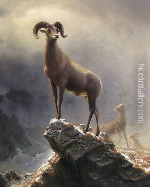 Rocky Mountain Sheep 1 Oil Painting - Albert Bierstadt