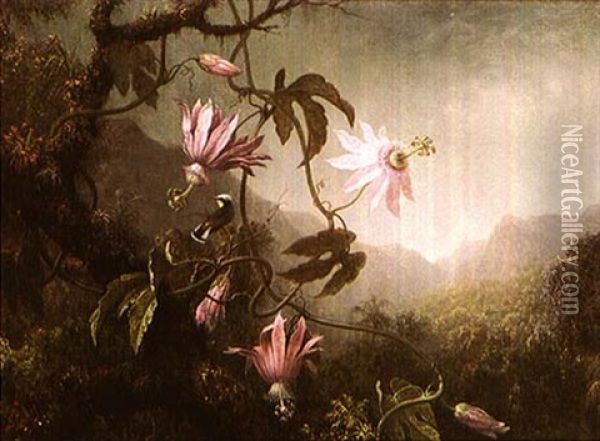 Hummingbird And Passion Flowers Oil Painting - Martin Johnson Heade