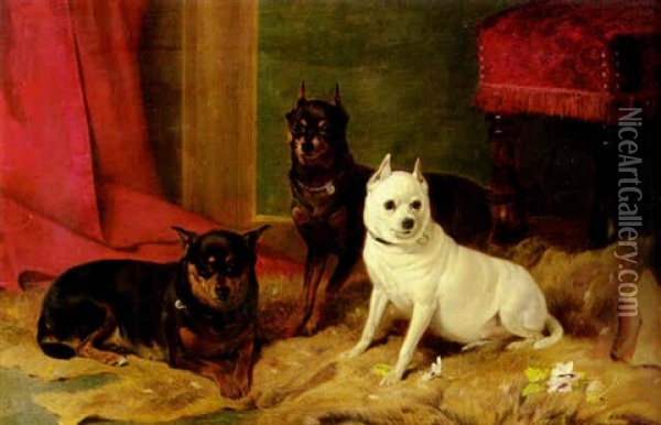 Pugs At Play Oil Painting - Richard Ansdell