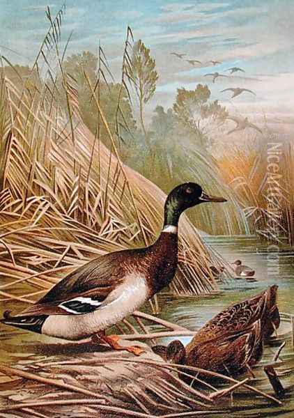 Mallards, illustration from a Hungarian natural history book, 1904 Oil Painting - Alfred Brehm