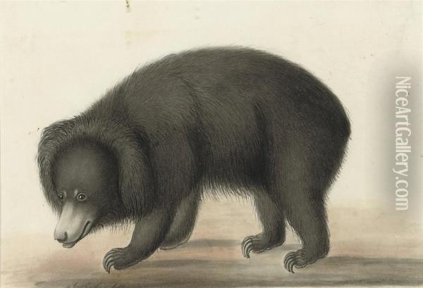 Sloth Bear Cliparts, Stock Vector and Royalty Free Sloth Bear Illustrations