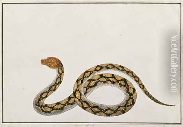 Oolur Chinde, from 'Drawings of Animals, Insects and Reptiles from Malacca', c.1805-18 Oil Painting - Anonymous Artist