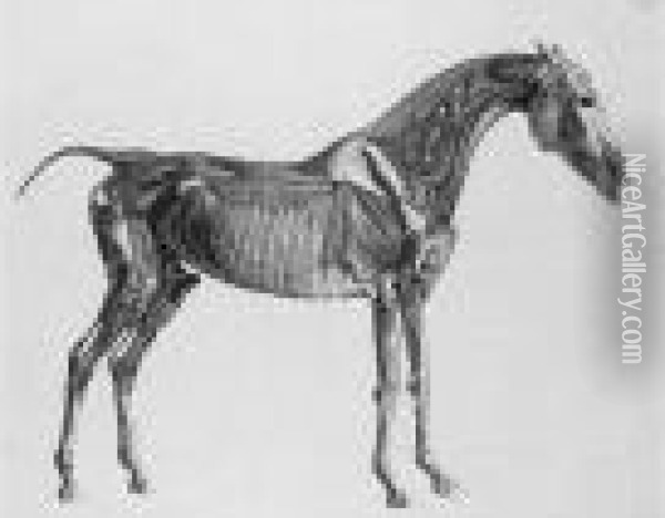 The Anatomy Of The Horse (siltzer P.269; Lennox-boyd, Dixon, Clayton 165-188) Oil Painting - George Stubbs