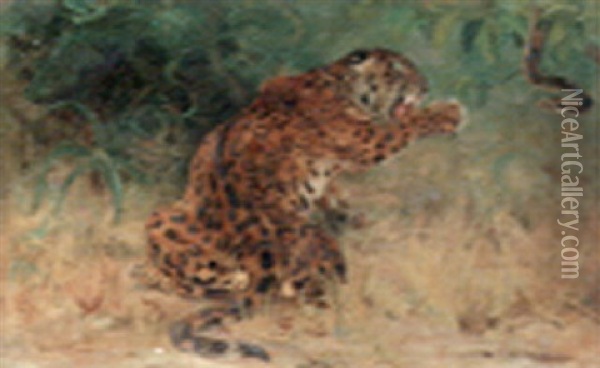 Leopard Baiting A Snake Oil Painting - John Macallan Swan