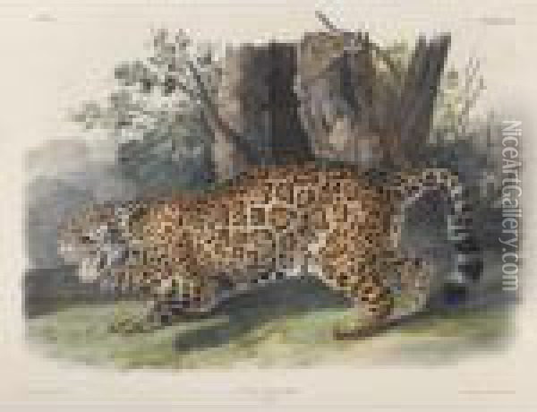 The Jaguar (plate Ci) Oil Painting - John James Audubon