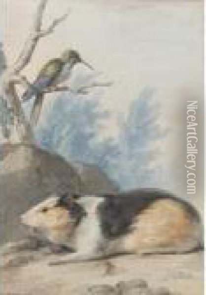 A Guinea Pig, With A Hummingbird On A Branch Above Oil Painting - Aert Schouman