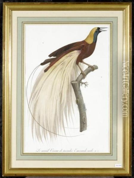 Le Grand Oiseau De Paradis Emeraude Oil Painting - Jacques Barraband