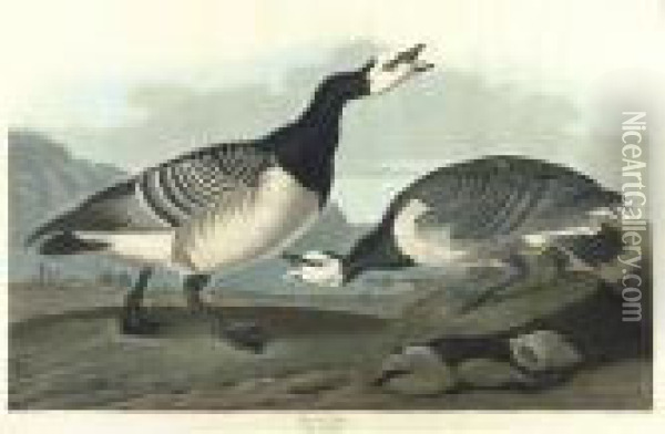 Barnacle Goose (plate Ccxcvi) Oil Painting - John James Audubon
