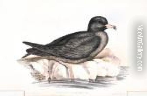 Puffinus Carneipes (fleshy Footed Petrel) Oil Painting - John H. Gould