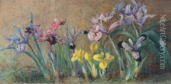 Blue, Pink And Yellow Irises Oil Painting - Marie Hensley