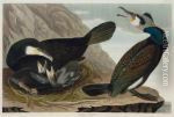 Common Cormorant Oil Painting - John James Audubon