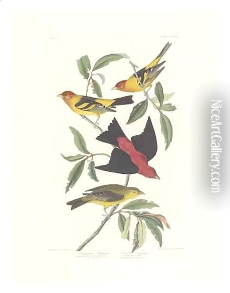 Louisiana Tanager, Scarlet Tanager Oil Painting - John James Audubon