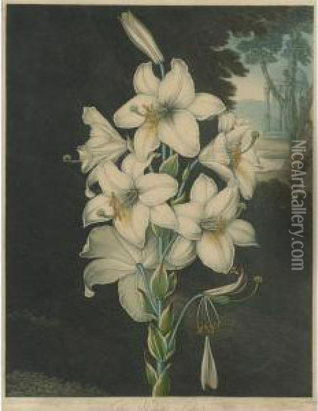 Temple Of Flora: White Lily Oil Painting - Robert John, Dr. Thornton