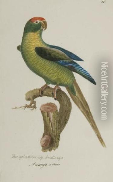Harmonia Ruralis; Or, An Essay Towards A Natural History Of British Song Birds Oil Painting - James Bolton