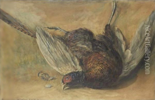 A Cock Pheasant Oil Painting - David Cox