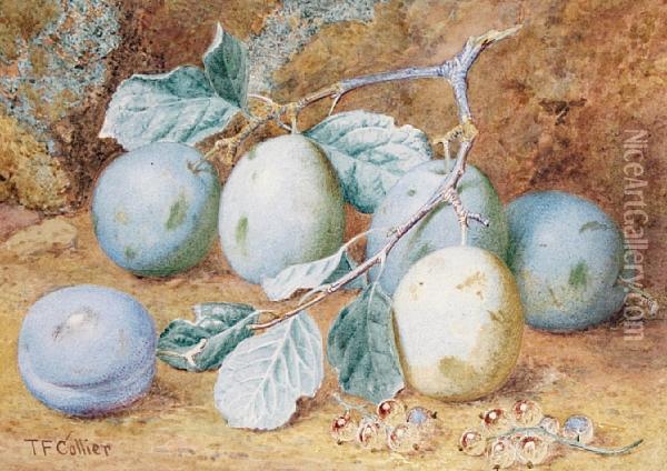 Plums On A Mossy Bank; A Primrose And A Bird's Nest On A Mossy Bank Oil Painting - Thomas Collier