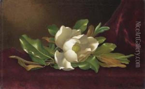 Single Magnolia On Red Velvet Oil Painting - Martin Johnson Heade