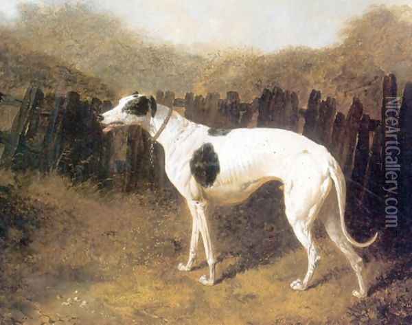 Greyhound by a Fence Oil Painting - John Frederick Herring Snr