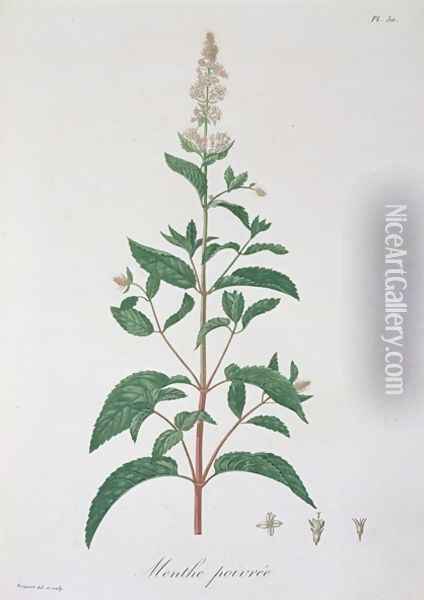 Mentha Piperita from Phytographie Medicale Oil Painting - L.F.J. Hoquart