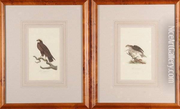 Birds Of Prey Oil Painting - George Gaven