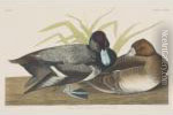 Scaup Duck; And Tufted Duck (plates Ccxxix And Ccxxxiv) Oil Painting - John James Audubon