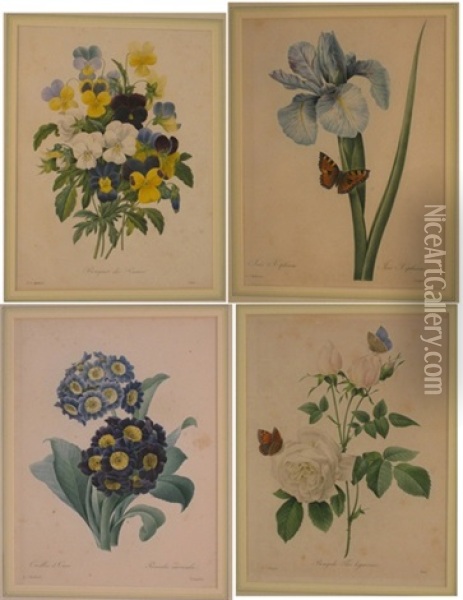 A Set Of Four Coloured Engravings Oil Painting - Pierre Joseph Redoute