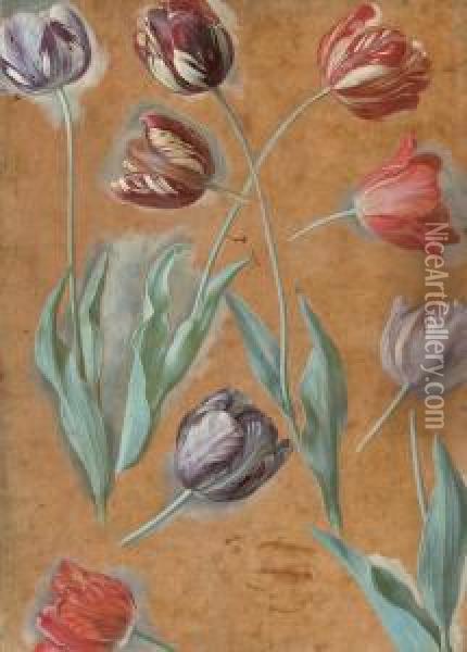 Study Of Tulips Oil Painting - Alexandre-Francois Desportes