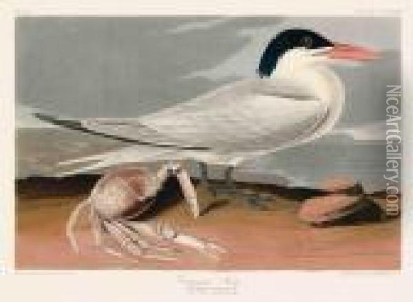 Cayenne Tern Oil Painting - John James Audubon